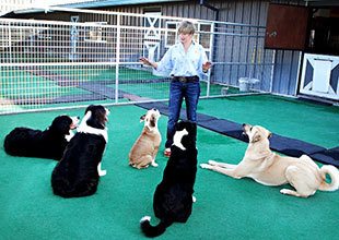Camilla Teaching Dogs