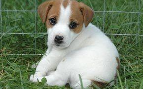 Bigstock Jack Russell Puppy