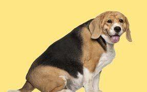 Fat Beagle Years Old Sitti