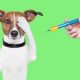 Bigstock Dog Vaccination 42