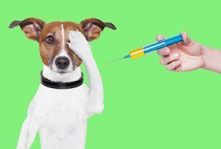 Bigstock Dog Vaccination 42