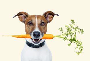 Bigstock Healthy Dog With A