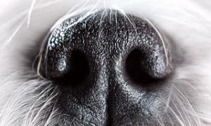 Bigstock Shih Tzu Dog Nose