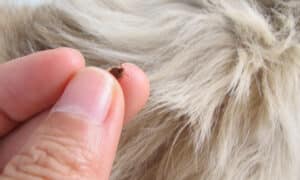 Removing a tick from a dog