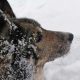 Bigstock Dog In Winter 4227