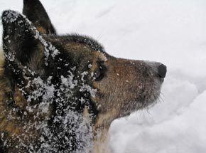 Bigstock Dog In Winter 4227