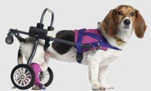 Bigstock Paralyzed Handicap