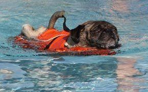 Bigstock Pug On A Swim 2487