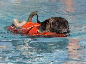 Bigstock Pug On A Swim 2487