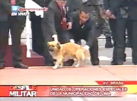 Peruvianparadedog