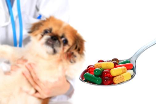 pain pills for dogs over the counter