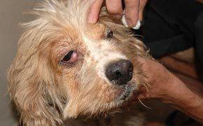 Bigstock Abuse Dog Rescue 1