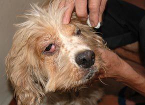 Bigstock Abuse Dog Rescue 1