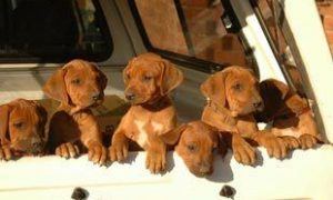 Bigstock Puppies 2125710