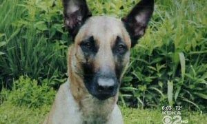 Coco, A Belgian Malinois, Is Missing In The North Pittsburg Are After Chasing Away Robbers Earlier This Week.