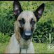 Coco, A Belgian Malinois, Is Missing In The North Pittsburg Are After Chasing Away Robbers Earlier This Week.