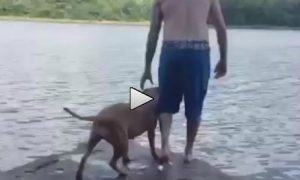 Heroswimdog