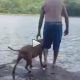 Heroswimdog