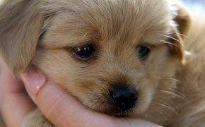 Bigstock Cute Puppy 12972