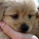 Bigstock Cute Puppy 12972