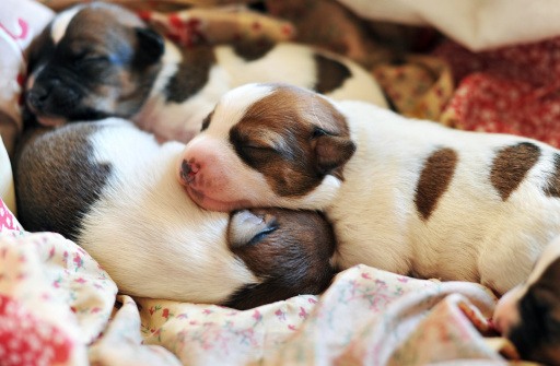 Newbornpuppies