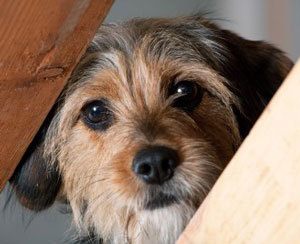 Ask The Trainer: Keeping The Dogs Calm In A Chaotic Household