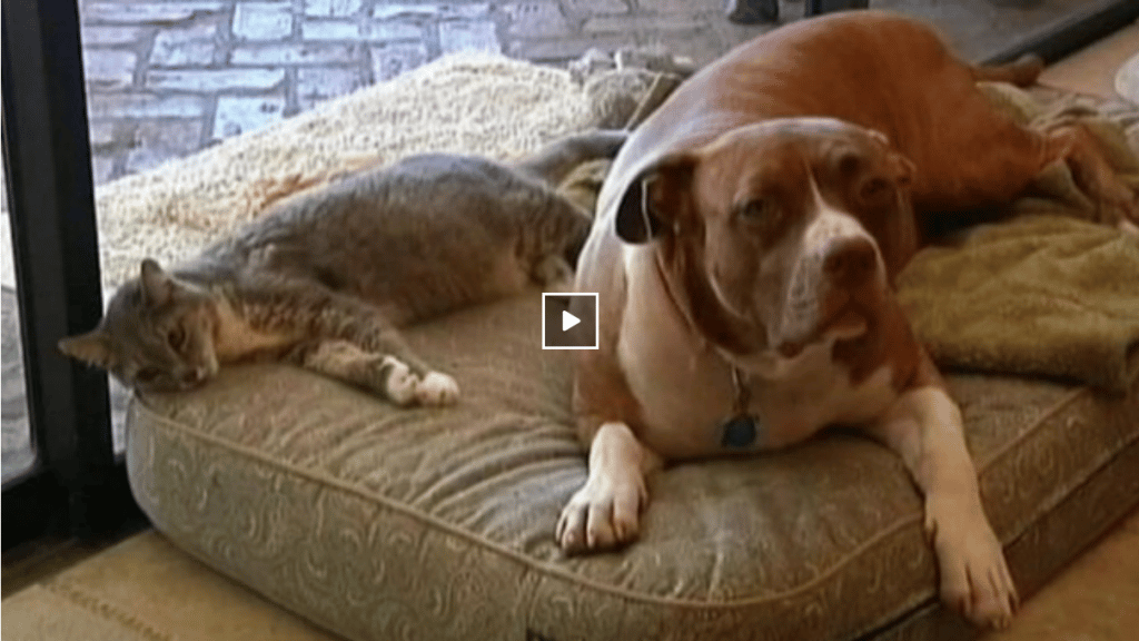 Video Hero Pit Bull Saves Cat From Coyote Attack