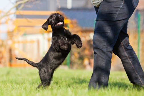 Ask The Trainer: Stopping A Dog From Jumping On People