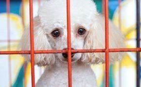 Lonely Dog In Cage