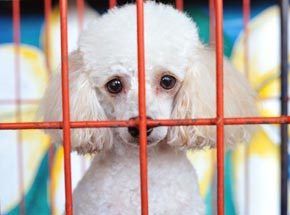 Lonely Dog In Cage