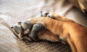 dogs feet smell like corn chips