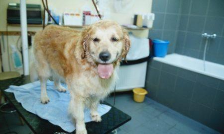Shelterdog Bath