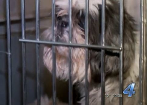 Pictured Above Is Just One Of 124 Dogs Seized From Oklahoma City Dog Breeder, Okc Poms.
