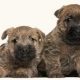 Bigstock Two Cairn Terrier