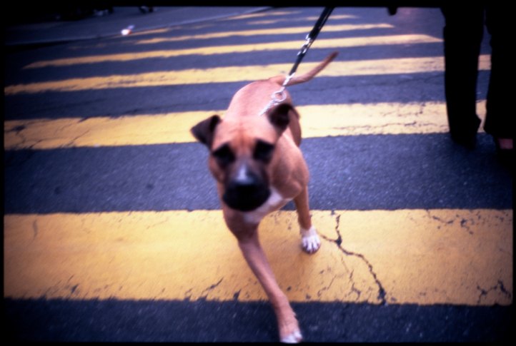 Ask The Trainer: Helping A Dog Overcome A Fear During Walks