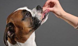 Food in Dog Training