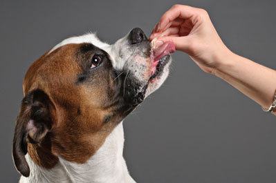 Food In Dog Training