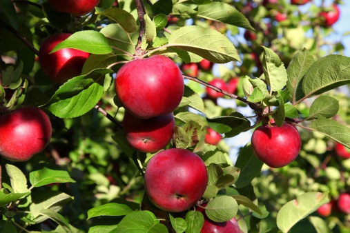 Apple &Amp; Cherry Trees