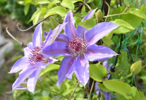Christmas Cactus And Clematis Vine