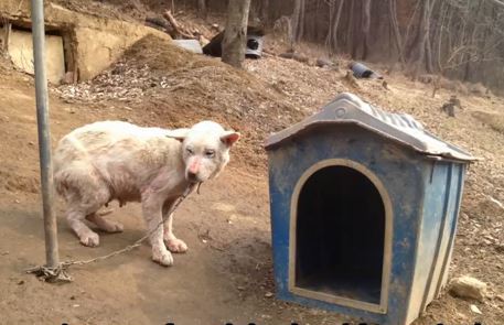 Actress Alyssa Milano Rescues Abused Dog From South Korea - The Dogington  Post