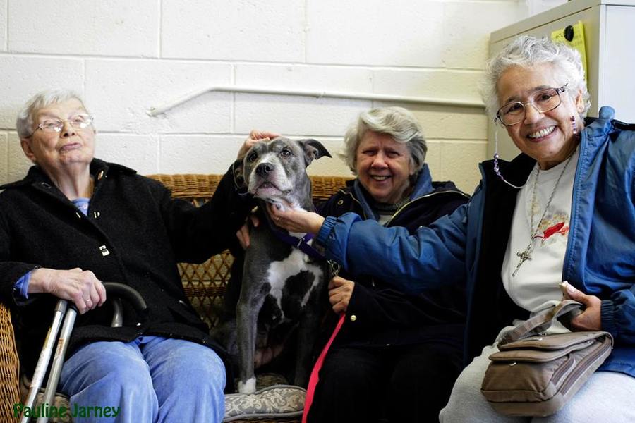 Three Nuns Adopted Remy, A Senior Pit Bull. It'S A Match Made In Heaven! Photo Courtesy Hi Tor Animal Care Center.