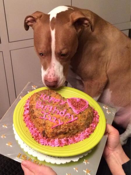 Isaboo Celebrates Her 9Th Birthday With Mom Rachael Ray'S Special Recipe Doggy Cake! Photo Courtesy Of Rachael Ray.
