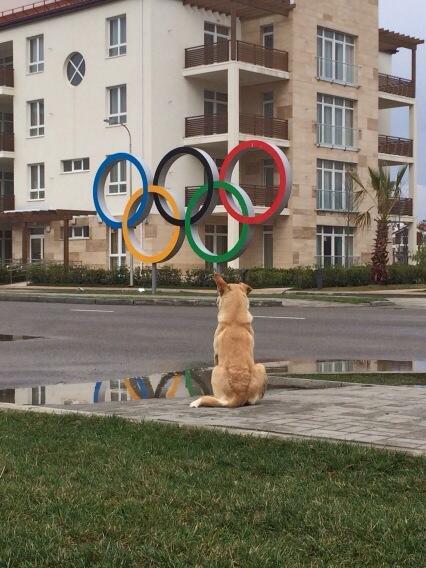 A Stray Dog Sits In Front Of The New Olympic Village In Sochi, Russia. Photo Credit Alicia Kendig, Twitter.