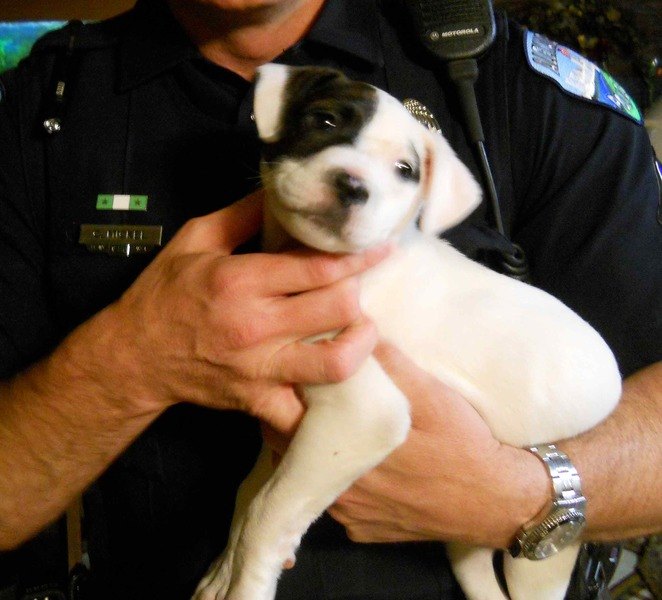 Thanks To Animal Advocates And Social Media, This Puppy Is Safe And A 13-Year Old Boy Arrested For Animal Cruelty. Photo Credit Alexandria Police Department.