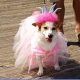 Bigstock Dog Parade Pink Pr