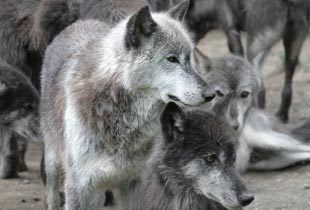 Bigstock Pack Of Wolves 824