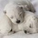 Bigstock Sleeping Puppies 4