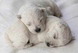Bigstock Sleeping Puppies 4