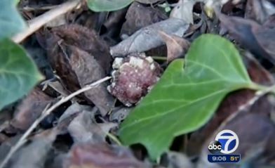 San Francisco Animal Care And Control Officers Have Found 35 Meatballs Believed To Be Mixed With Rat Poison Along Crestline Drive In The Twin Peaks Neighborhood. 