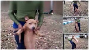 2 Juveniles Arrested After Dog Abuse Video Goes Viral on Facebook - The  Dogington Post
